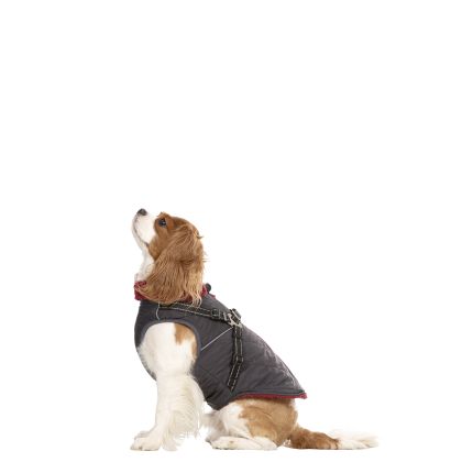 Trespaws XS Hercules Windproof 2 in 1 Dog Coat Carbon