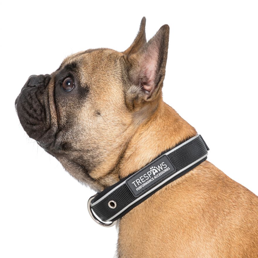 reflective dog accessories