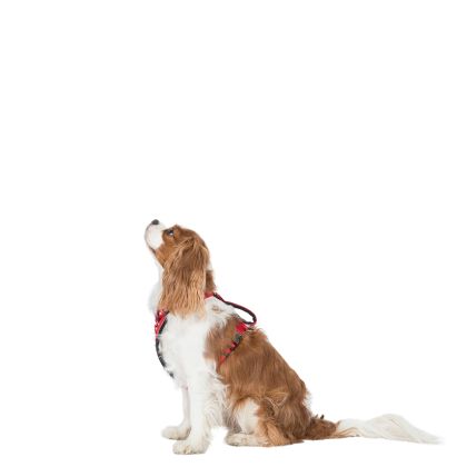 Trespaws XXS/XS Pet Car Safety Harness in Red Tanked